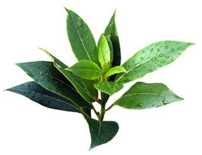 barn Fungent brand contiene olio dell'albero del tè
