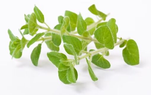 brand Fungent brose contiene olio di origano